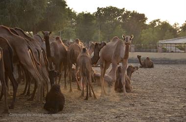 04 Camel_Farm,_Bikaner_DSC2764_b_H600